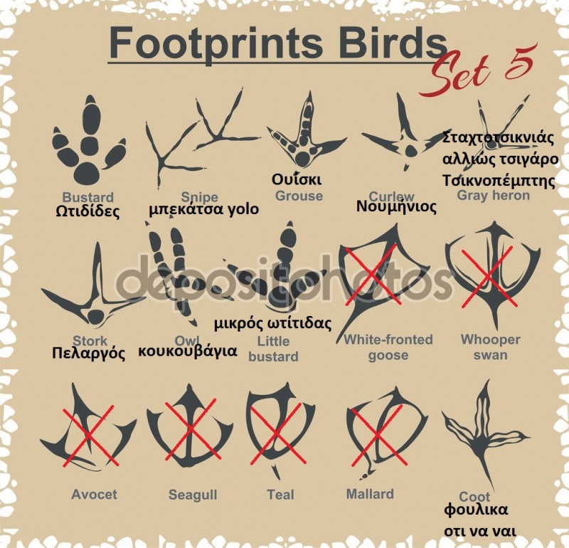 depositphotos_63602633-Footprints-Birds---vector-set..jpg