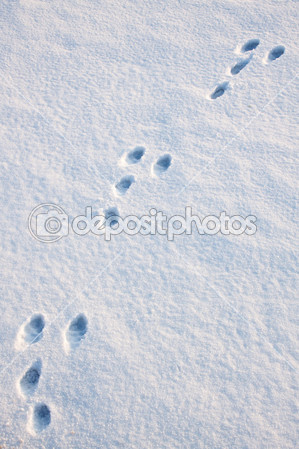 depositphotos_9123388-Hare-trace[1].jpg