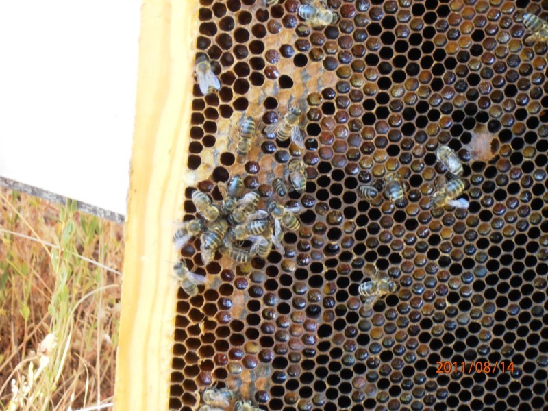μελισσια 1.jpg