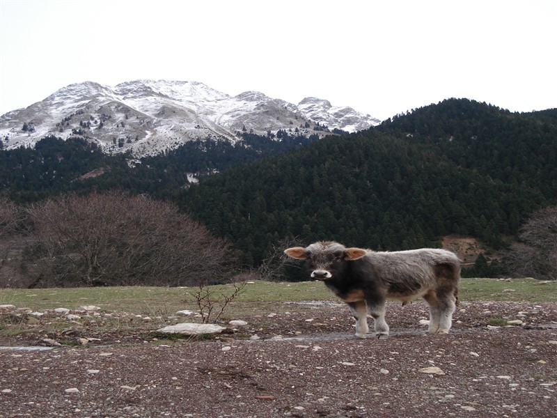 Εικόνα