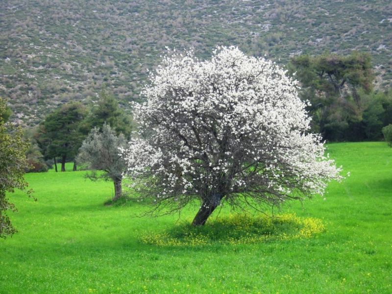 Εικόνα