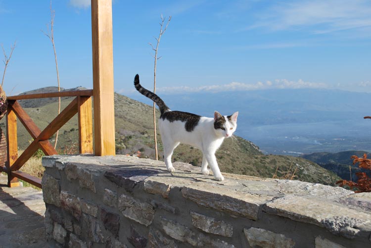 Εικόνα