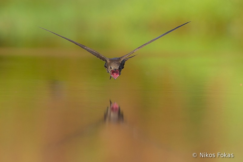 HBW_Photo_Contest-Nikos-Fokas-large.jpg