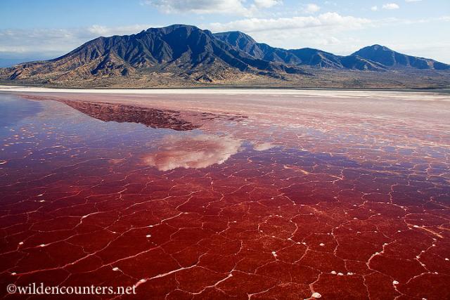 0003-Crystalised-soda-and-algae-bloom-on-Lake-Natron-_aerial-shot__-Kenya.jpg