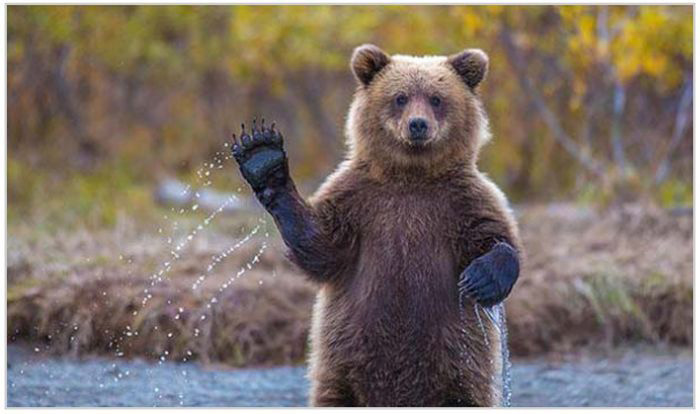 bears_who_thought_they_were_human_for_second_01.jpg