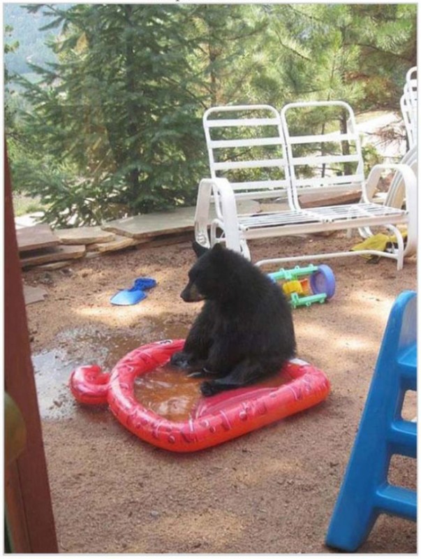 bears_who_thought_they_were_human_for_second_24.jpg