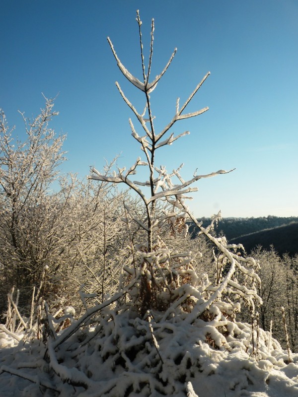 DSCN9529v.jpg