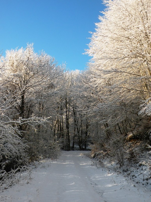 DSCN9530v.jpg