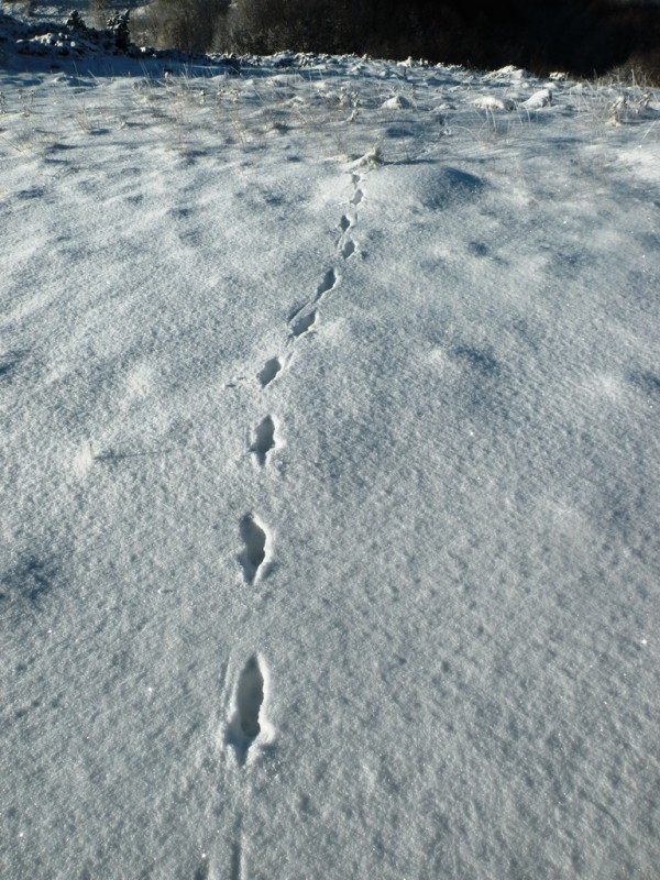 DSCN9566v.jpg