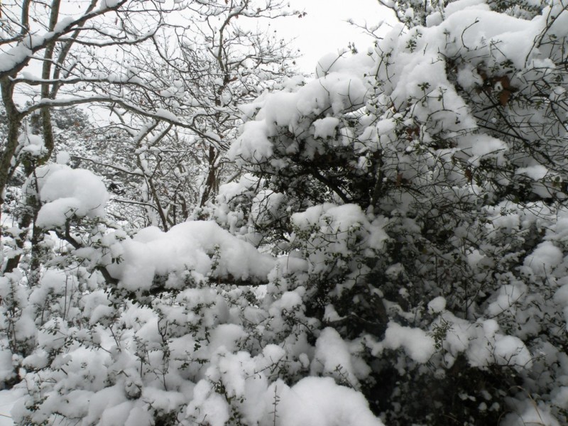 DSCN9619v.jpg