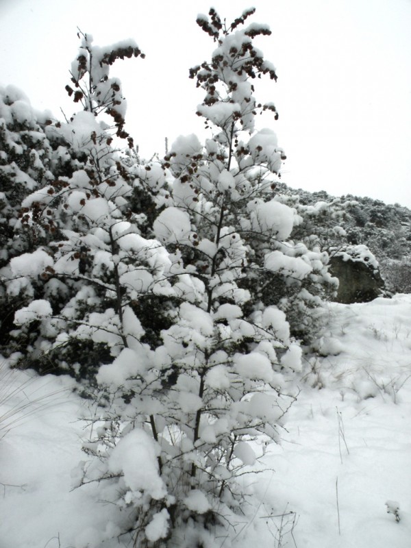 DSCN9624v.jpg