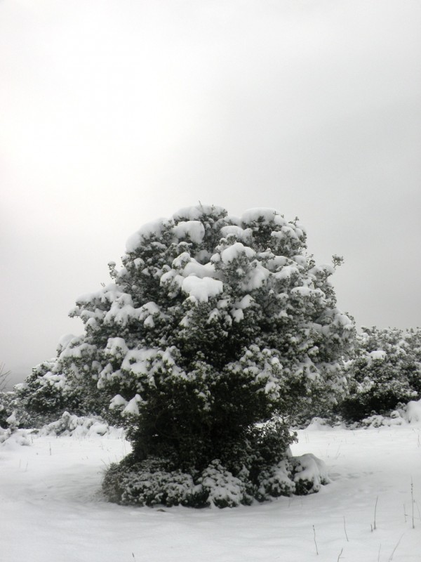 DSCN9650v.jpg