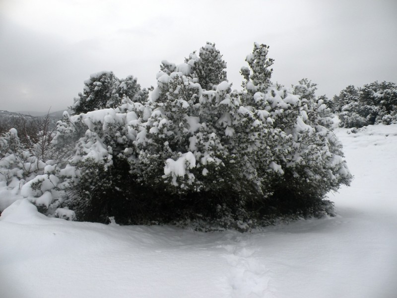 DSCN9655v.jpg