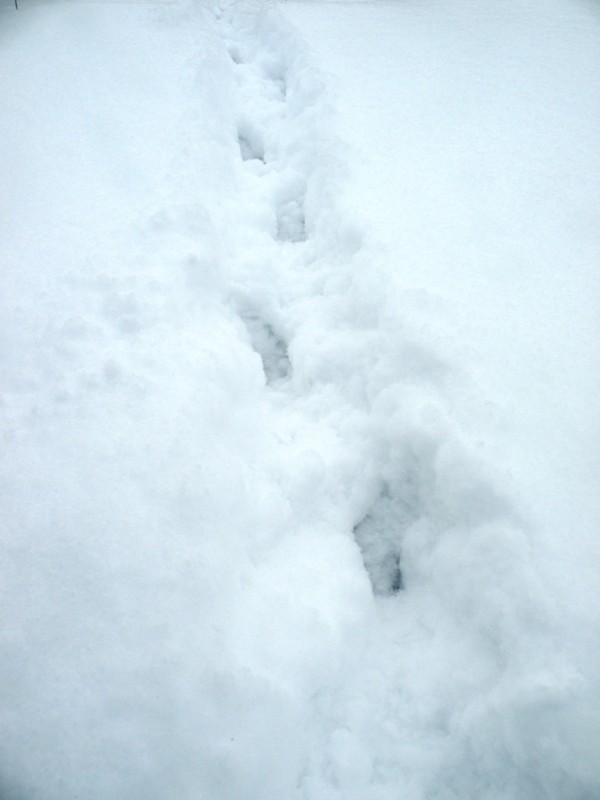 DSCN9652v.jpg