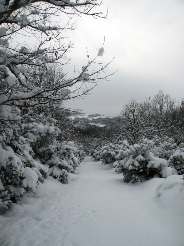 DSCN9662v.jpg
