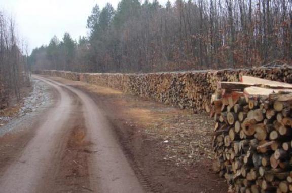 kausoxhla_demata_sto_dromo.jpg