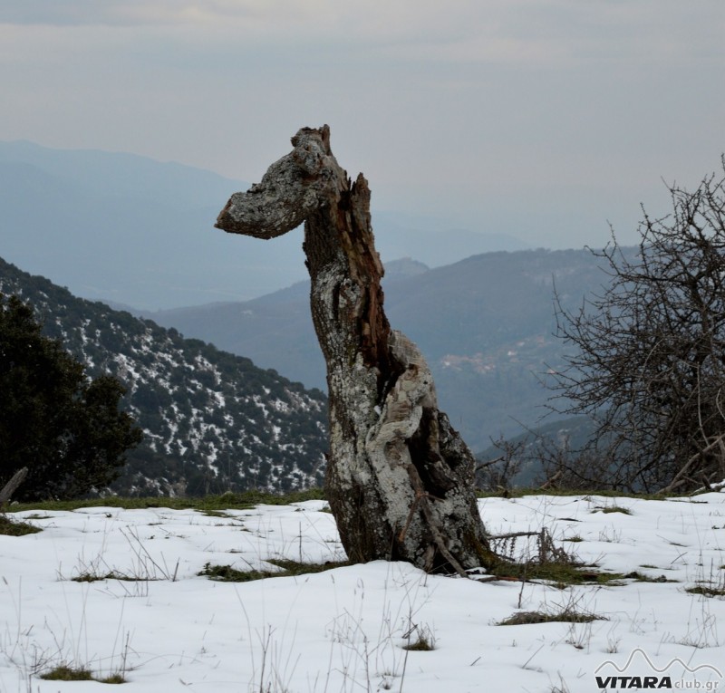 Ίσαρη 14-15.02.2015 32.JPG