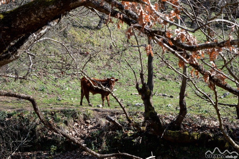 Ίσαρη 14-15.02.2015 41.JPG