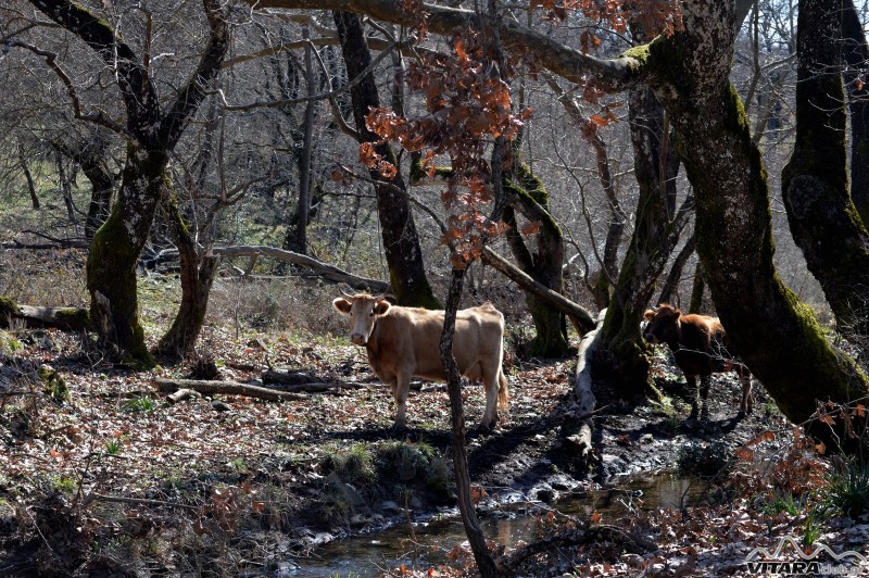 Ίσαρη 14-15.02.2015 42.JPG