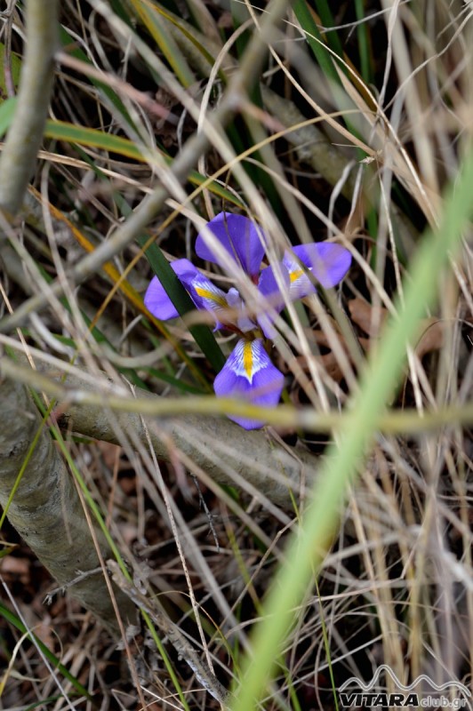 Ίσαρη 14-15.02.2015 52.JPG