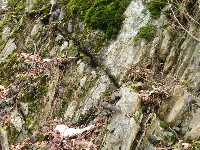 DSCN9817v.jpg