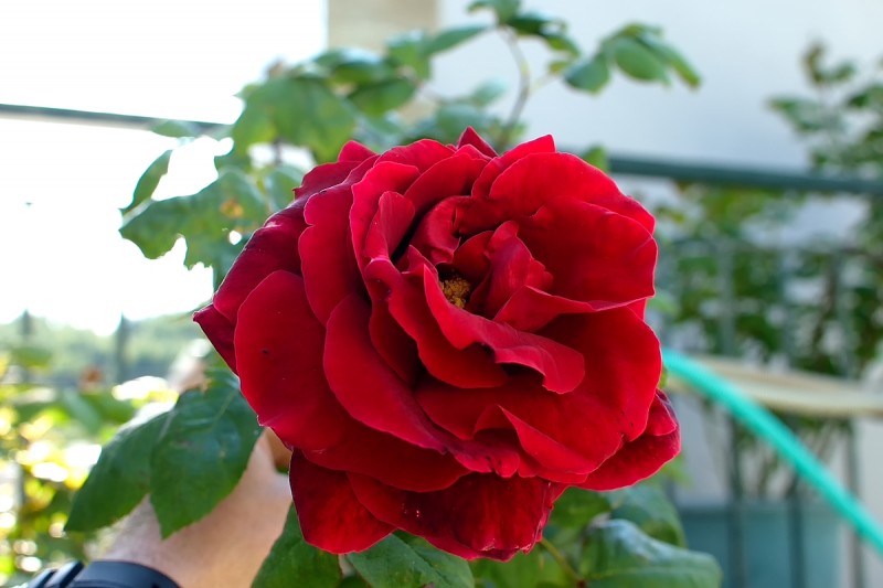 DSC_0031.JPG