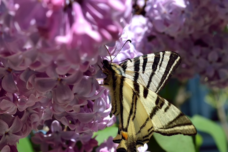 DSC_1060.JPG