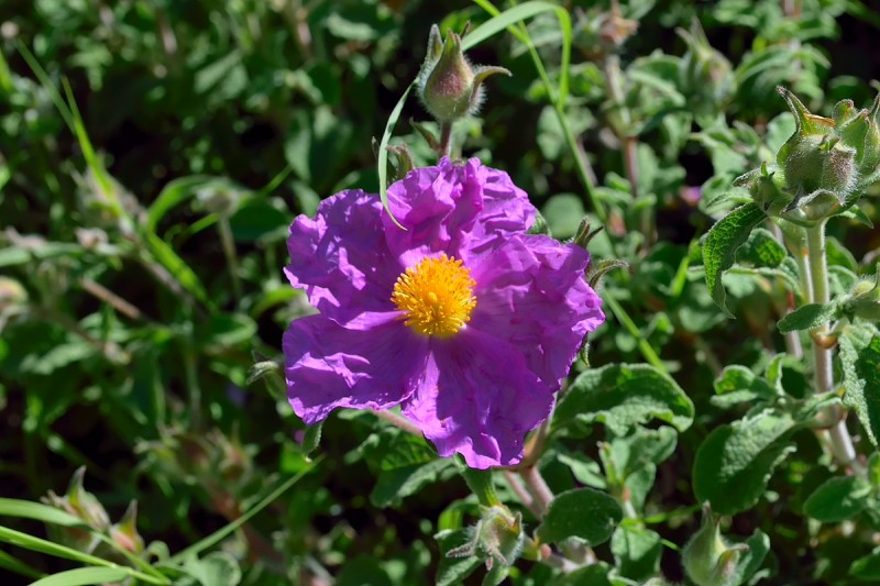 DSC_1081.JPG