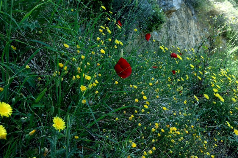 DSC_1107.JPG