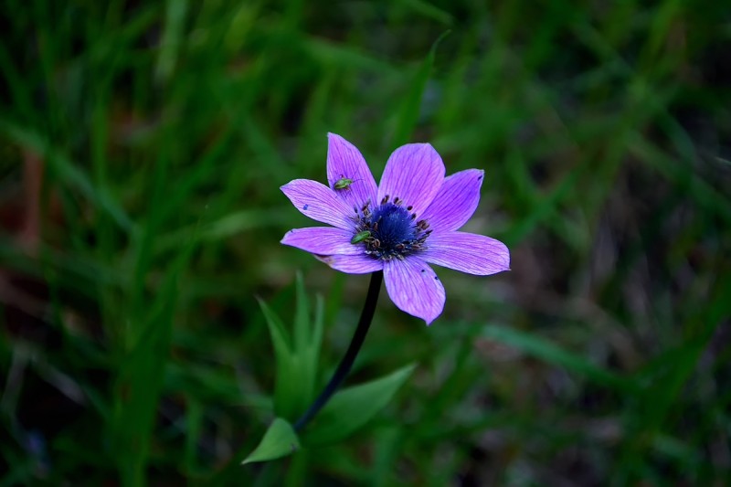 DSC_1171.JPG
