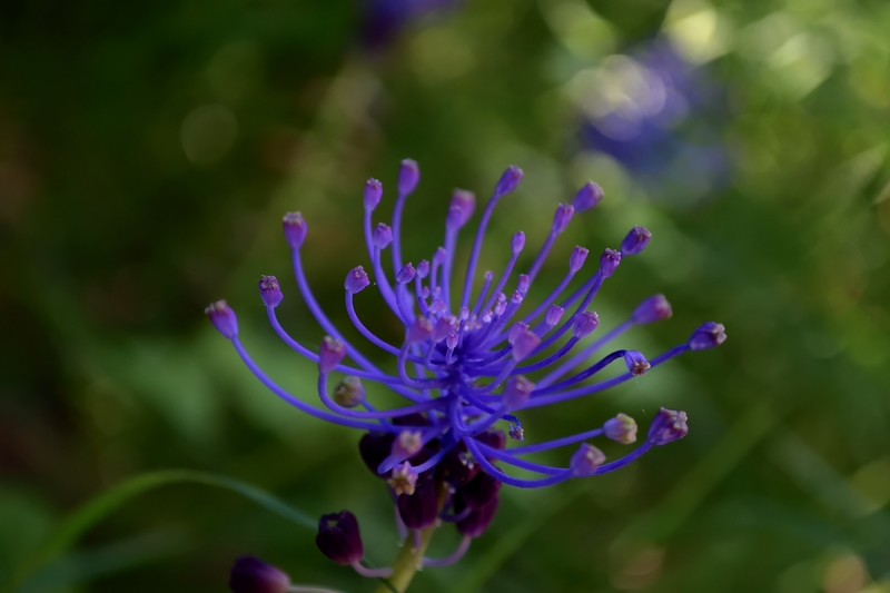 DSC_1186.JPG