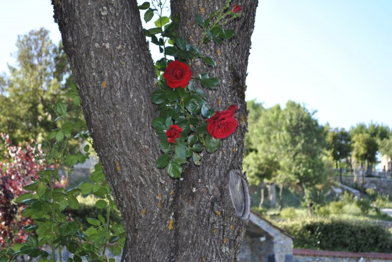 _DSC8404.jpg