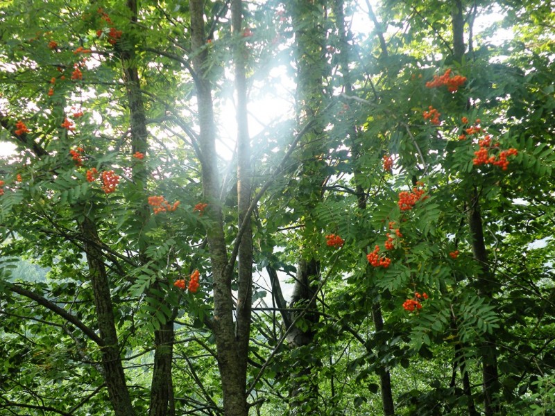 DSCN9888.JPG
