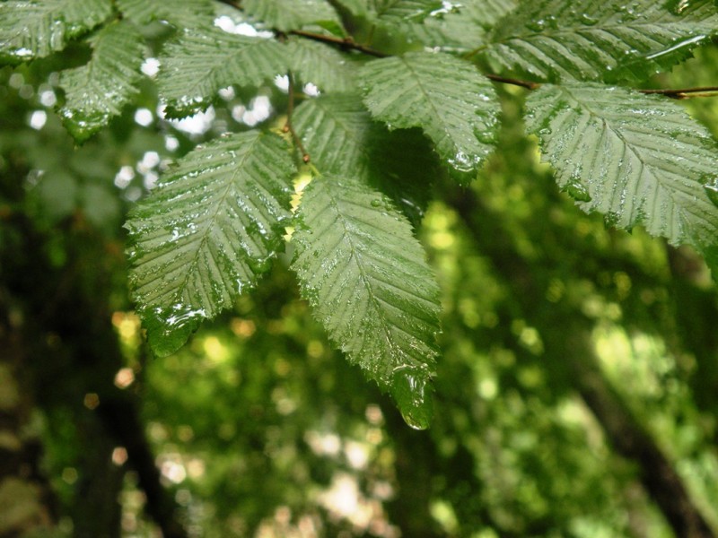 DSCN9992.JPG