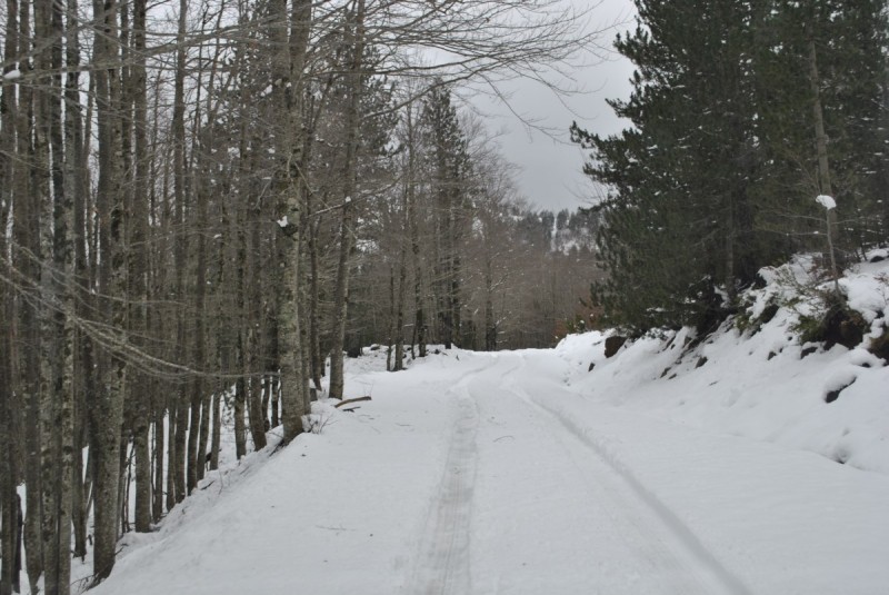 _DSC0210.jpg