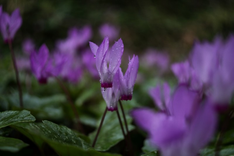 DSC08064.jpg