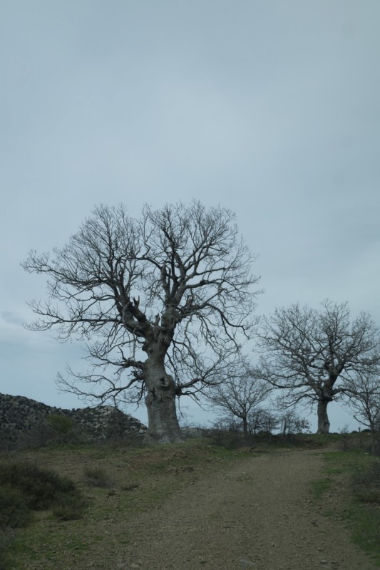 DSC08118.jpg