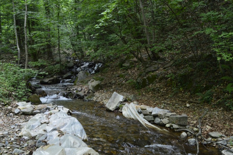 _DSC0239.jpg