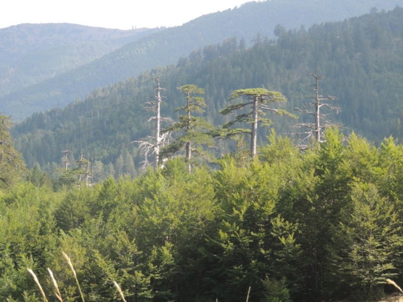 DSCN1458.jpg
