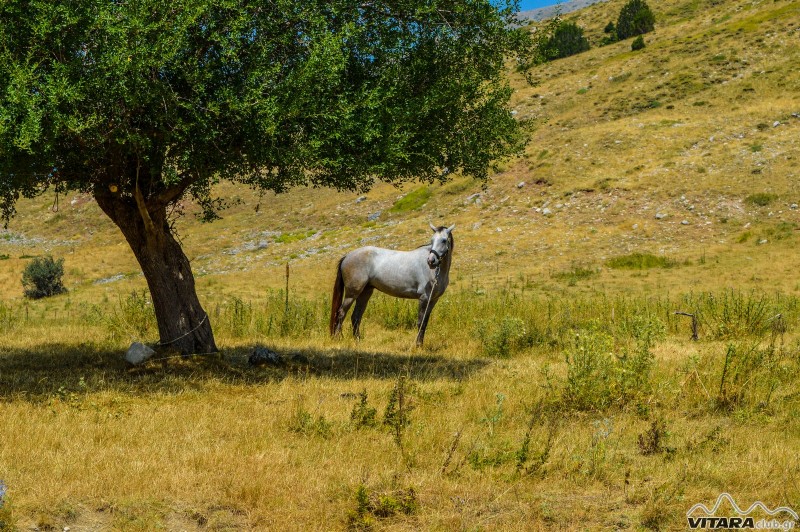 3η 7ήμερη καλοκαιρινή διάσχιση 2016 18.jpg