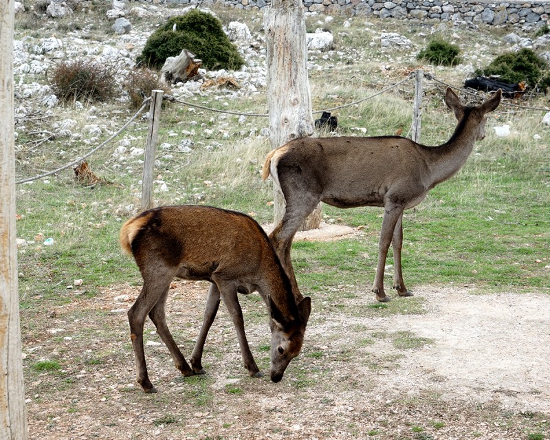 kalodimas006.jpg