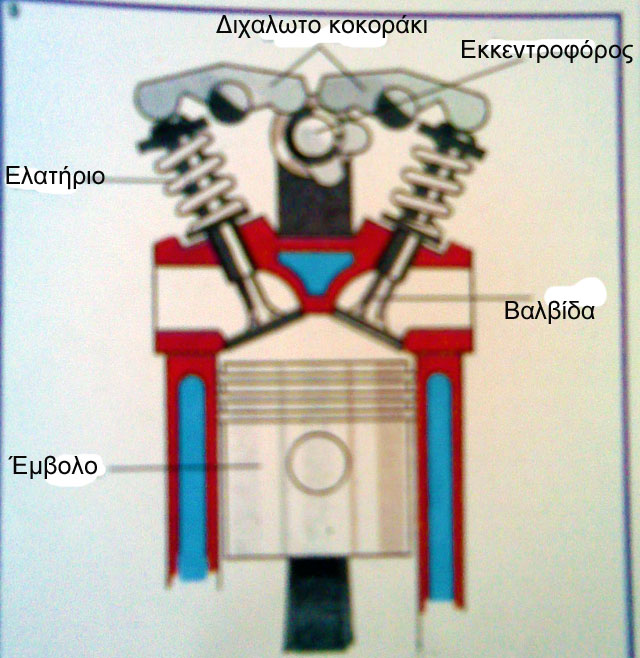 Διχαλωτά κοκοράκια.jpg