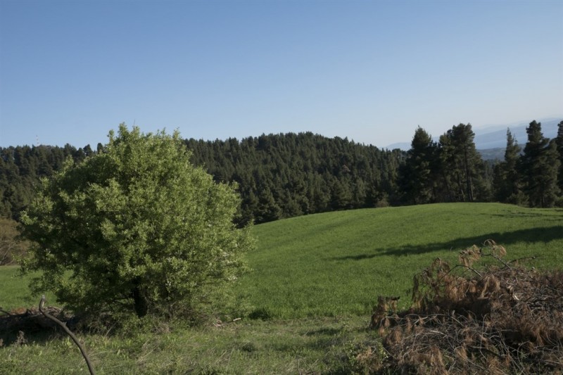 DSC09947.jpg