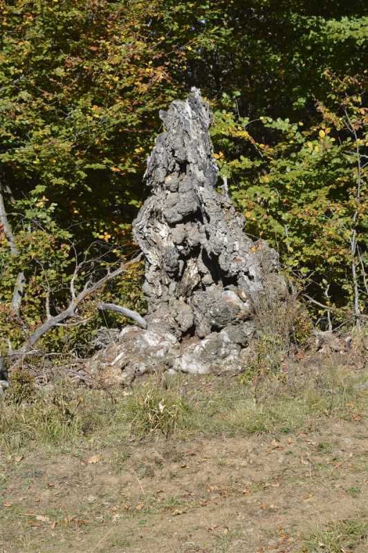 _DSC2557.jpg