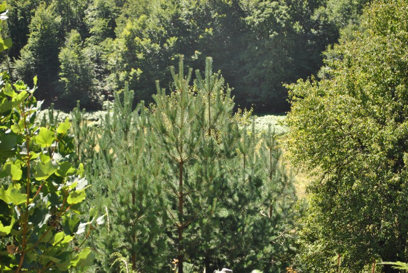 DSC_2451.jpg