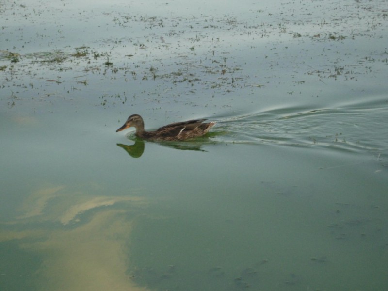 DSCN2704.jpg