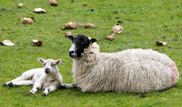 sheep-1353251_640.jpg