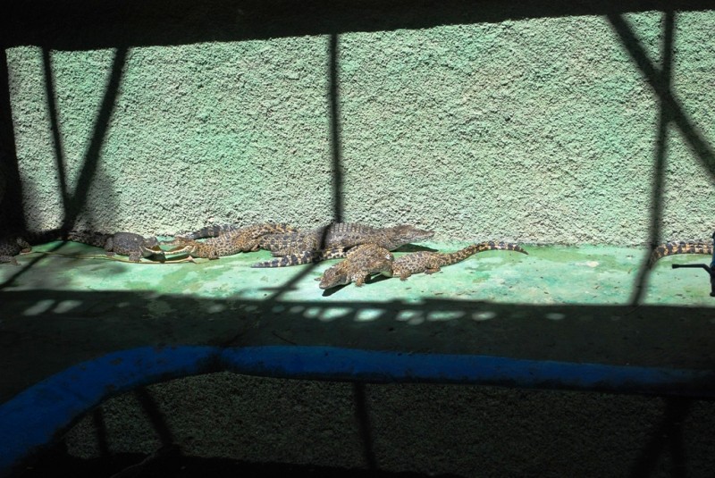 DSC_2540.JPG