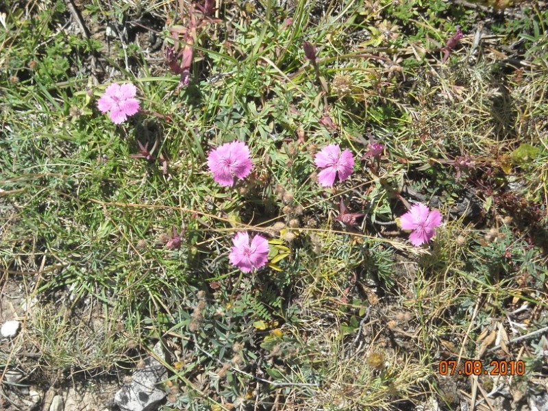 diafora 129.jpg