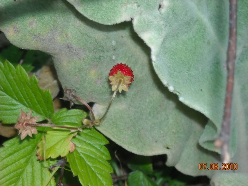 diafora 163.jpg